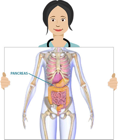 Located in the abdomen, the pancreas makes hormones such as insulin. It also produces pancreatic juices, which contain enzymes that aid in digestion.